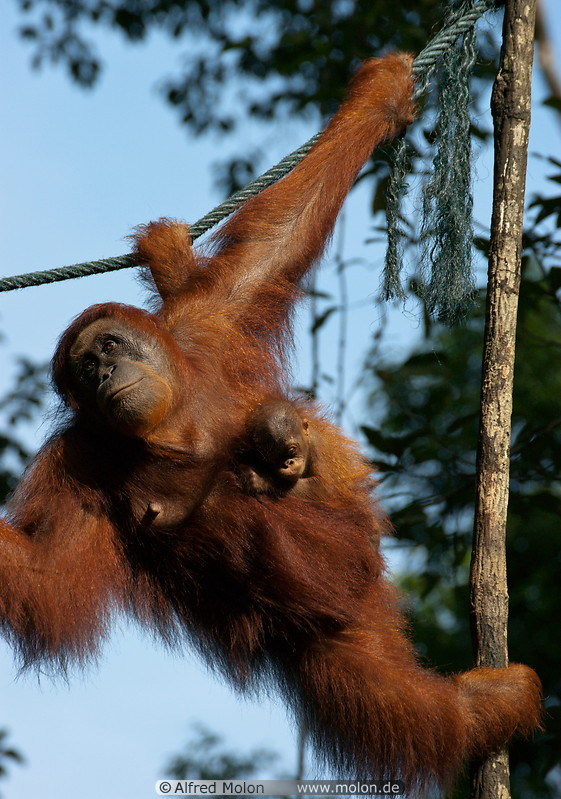 14 Orangutan mother with baby