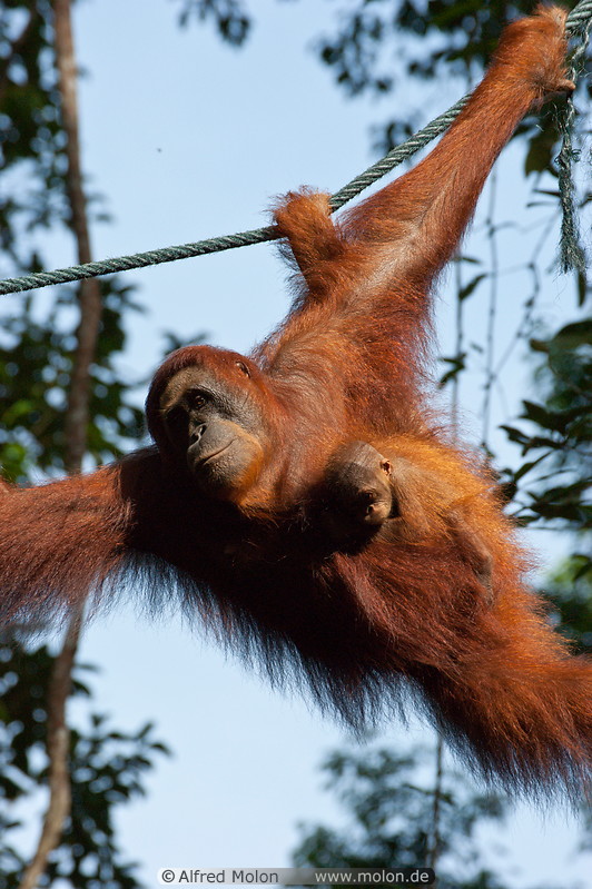 15 Orangutan mother with baby