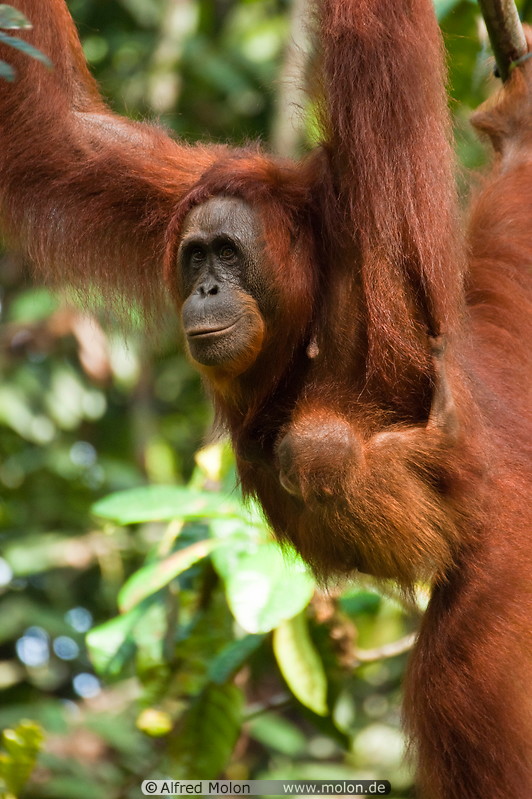 17 Orangutan mother with baby