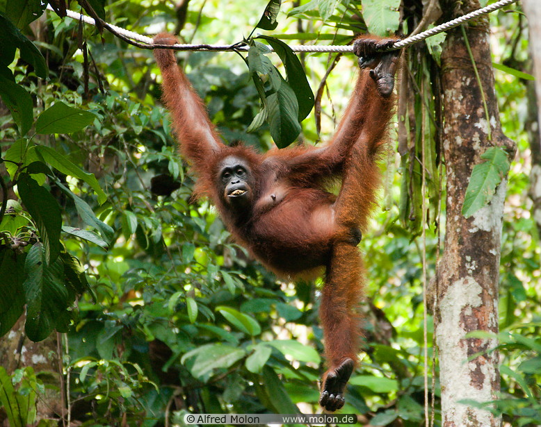 20 Orangutan