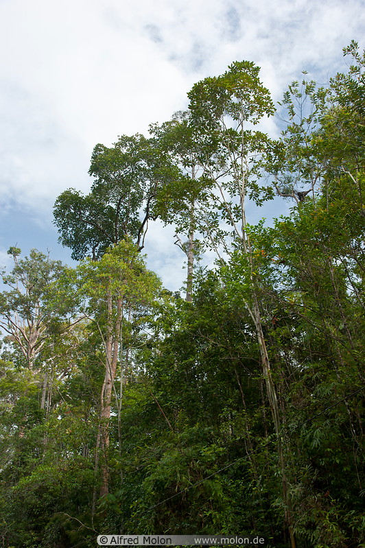 30 Rainforest treetops