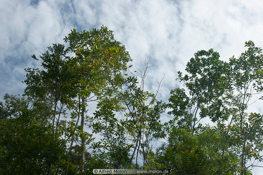 31 Rainforest treetops