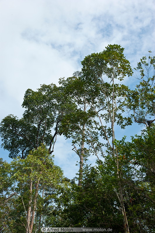 33 Rainforest treetops