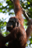 10 Orangutan