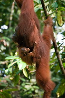 16 Orangutan mother with baby