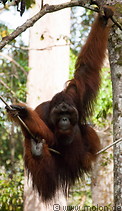 18 Orangutan