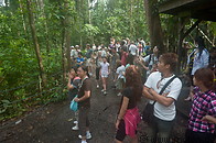 24 Tourists watching orangutans