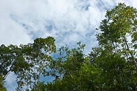 32 Rainforest treetops