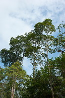 33 Rainforest treetops