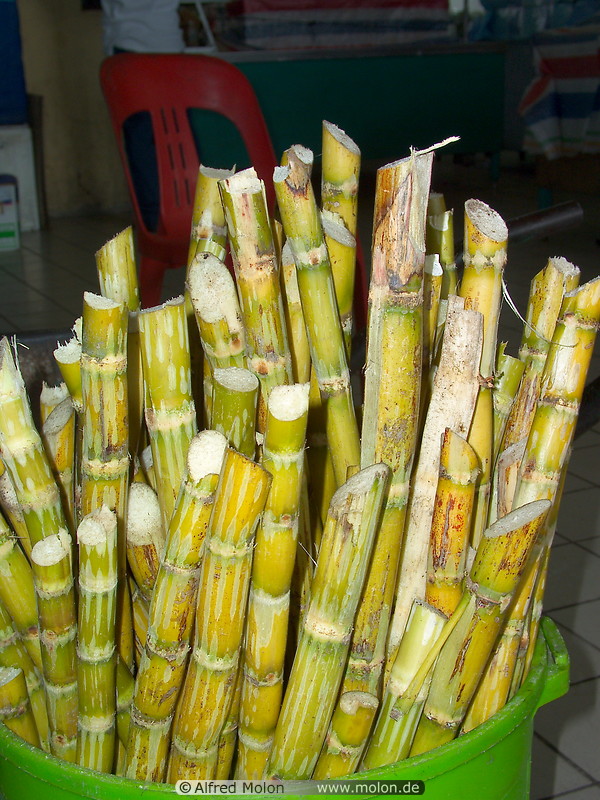 27 Sugar cane