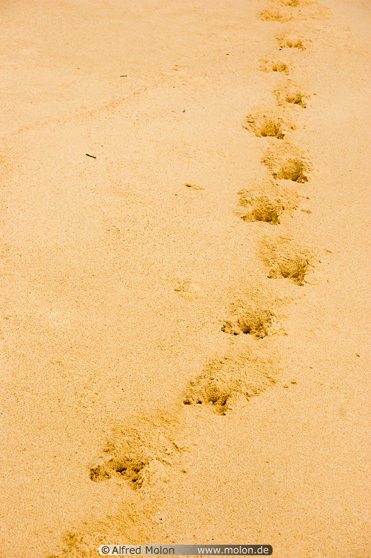 23 Wild boar tracks on beach