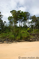 19 Sand and rainforest