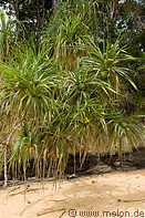 21 Wild palm on beach