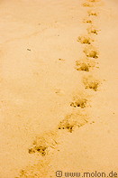 23 Wild boar tracks on beach