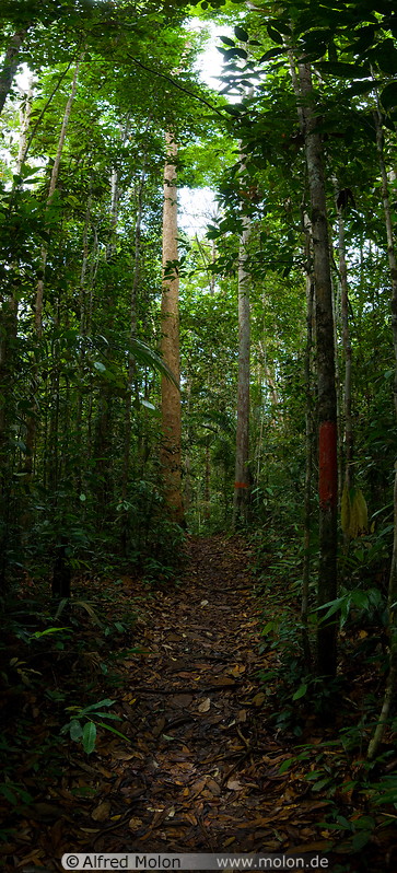 01 Jungle trail