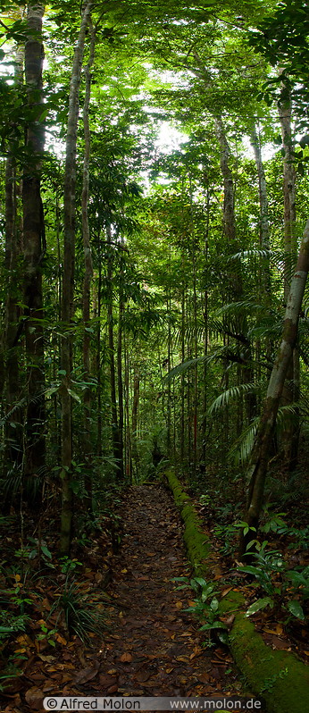 03 Jungle trail