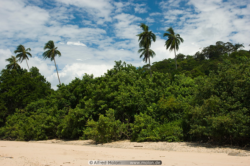 17 Main beach and rainforest