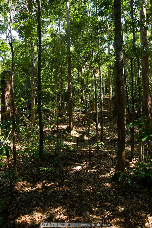 10 Rainforest slope