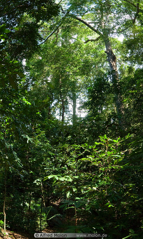 12 Rainforest slope