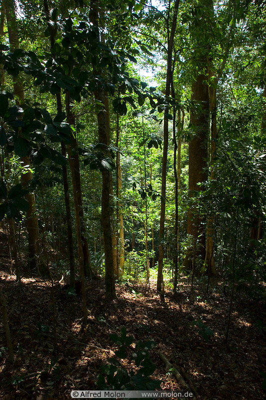 14 Rainforest slope