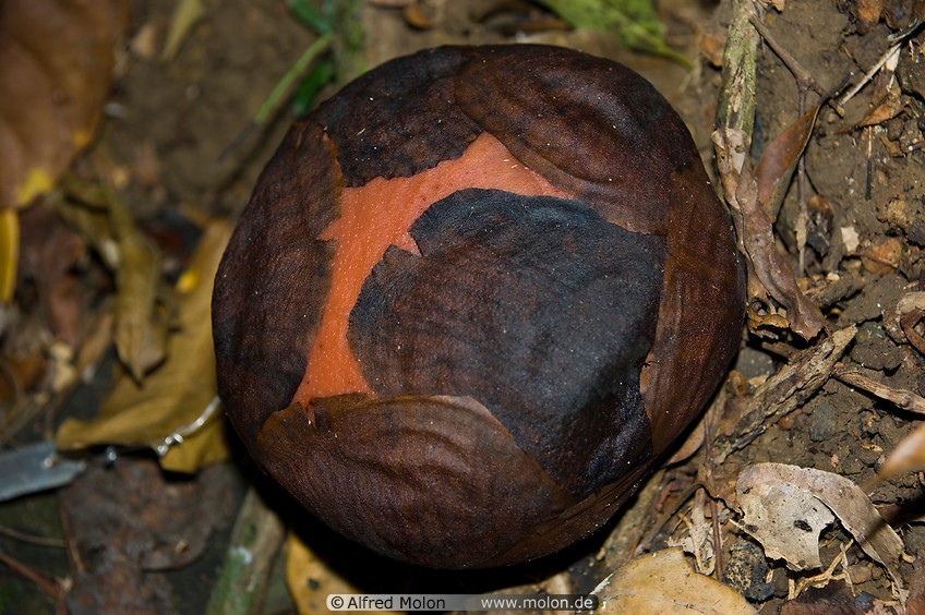 18 Rafflesia bud