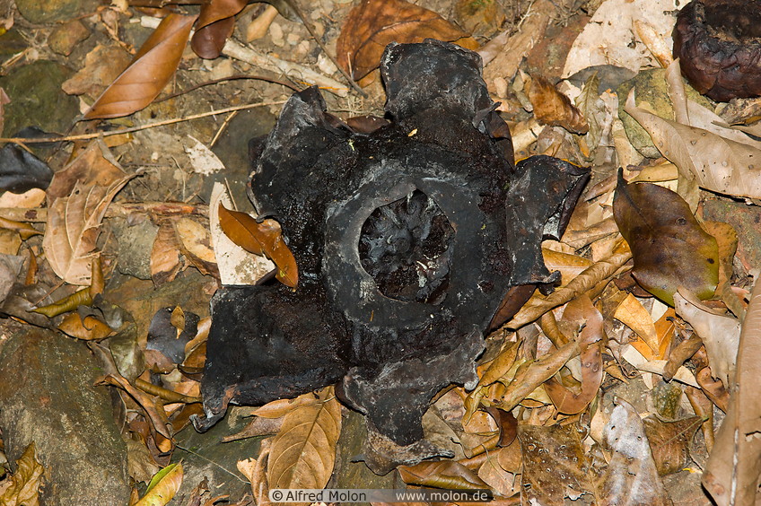 22 Died rafflesia flower