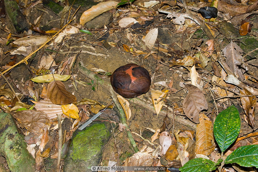 23 Rafflesia bud