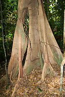 11 Dipterocarp  tree