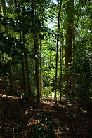 14 Rainforest slope