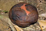 24 Rafflesia bud