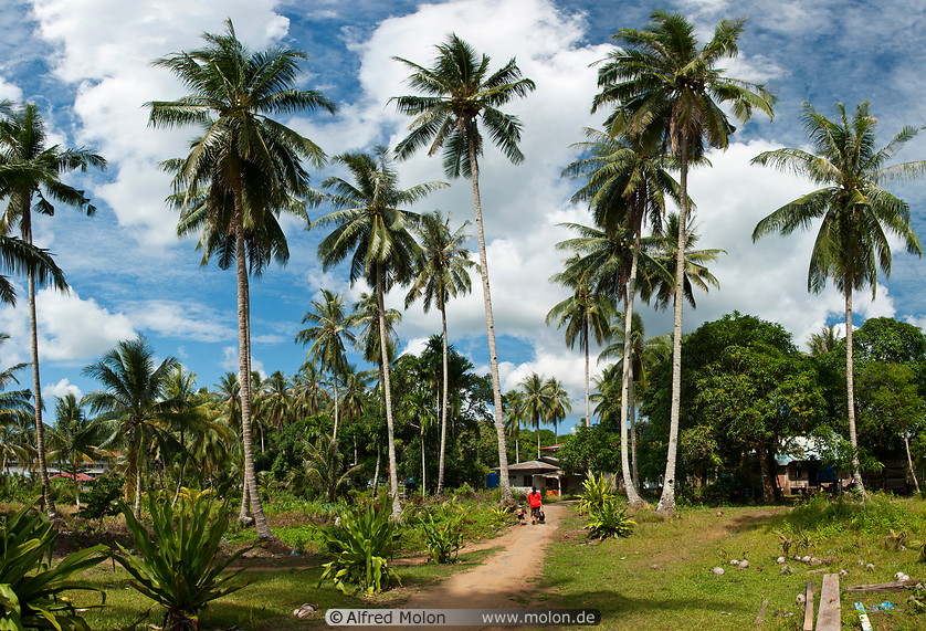 13 Coconut trees and path