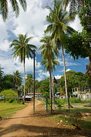 15 Coconut trees and path