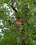 18 Proboscis monkey