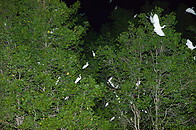 25 White herons on tree at night