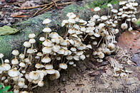 10 White mushrooms