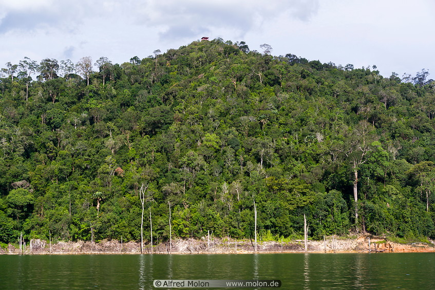 19 Rainforest along lake
