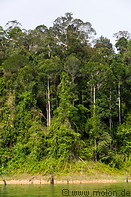 10 Rainforest along lake