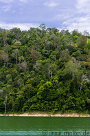 11 Rainforest along lake