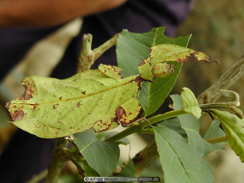 07 Leaf insect