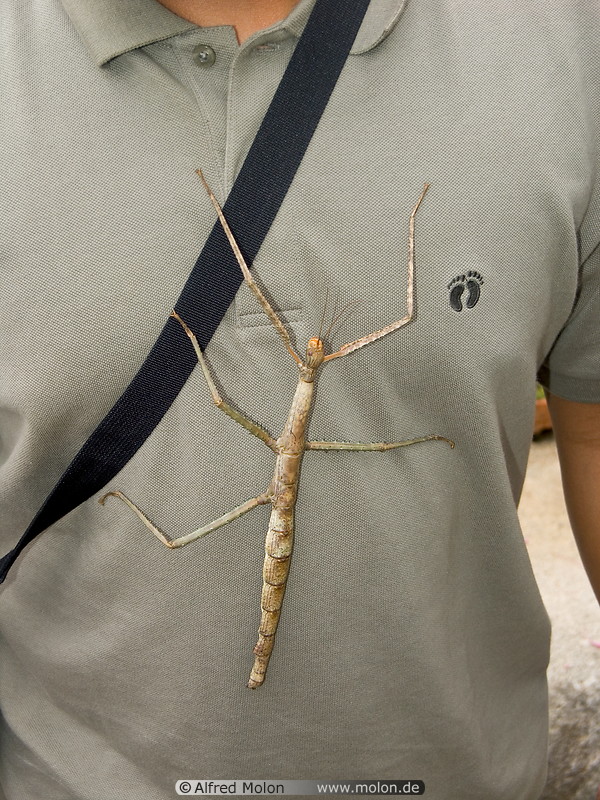 12 Stick insect