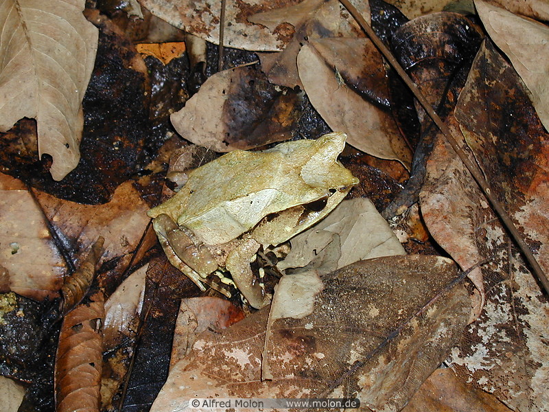 14 Leaf frog
