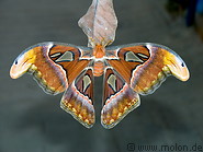 01 Moth