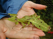 08 Couple of leaf insects