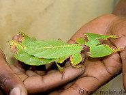 10 Leaf insect