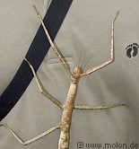 13 Stick insect