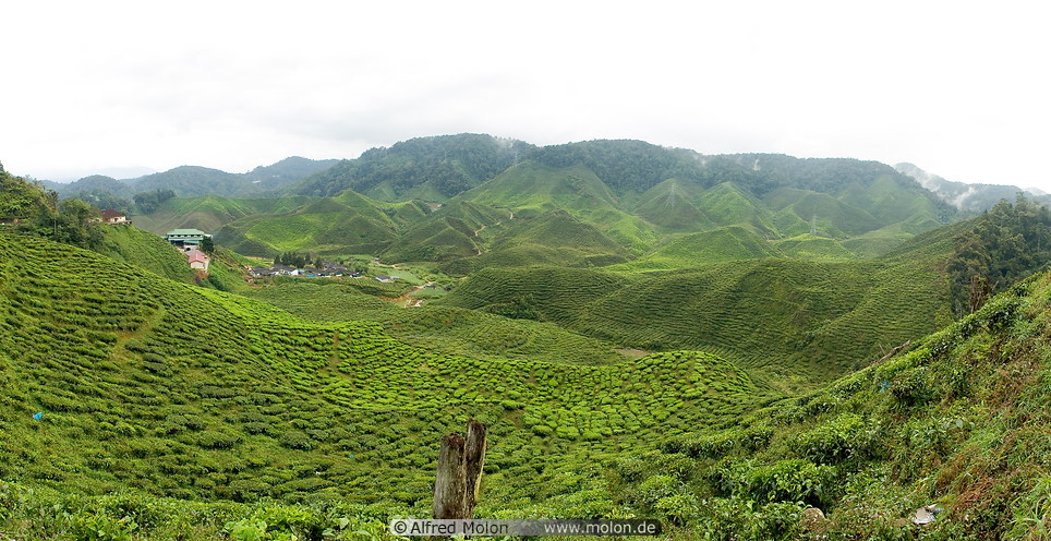 01 Tea plantation