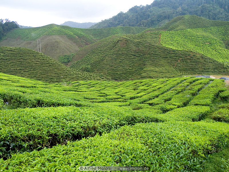 02 Tea plantation