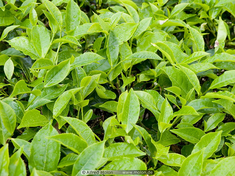 10 Tea leaves