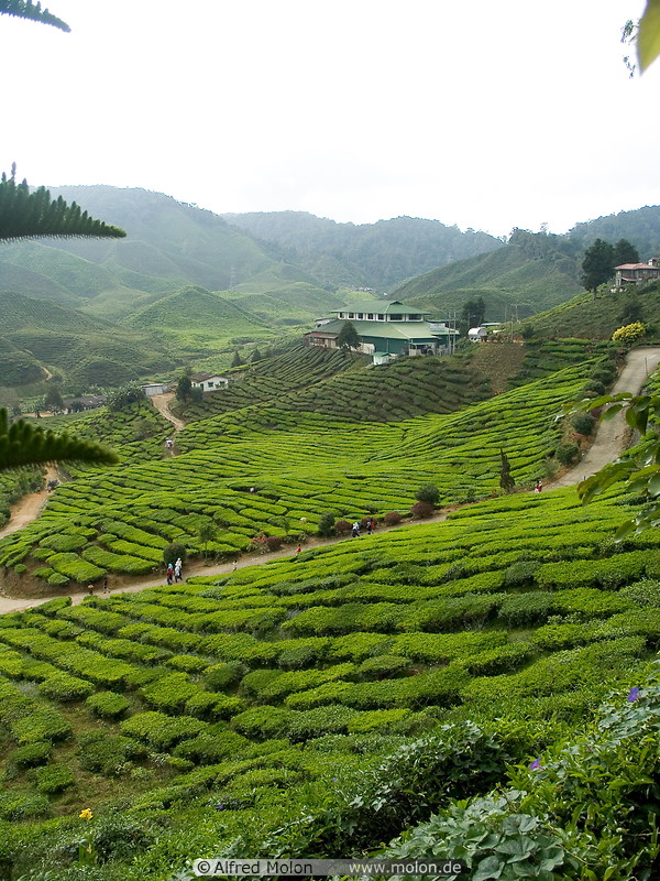 12 Tea plantation