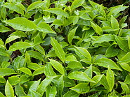07 Tea leaves